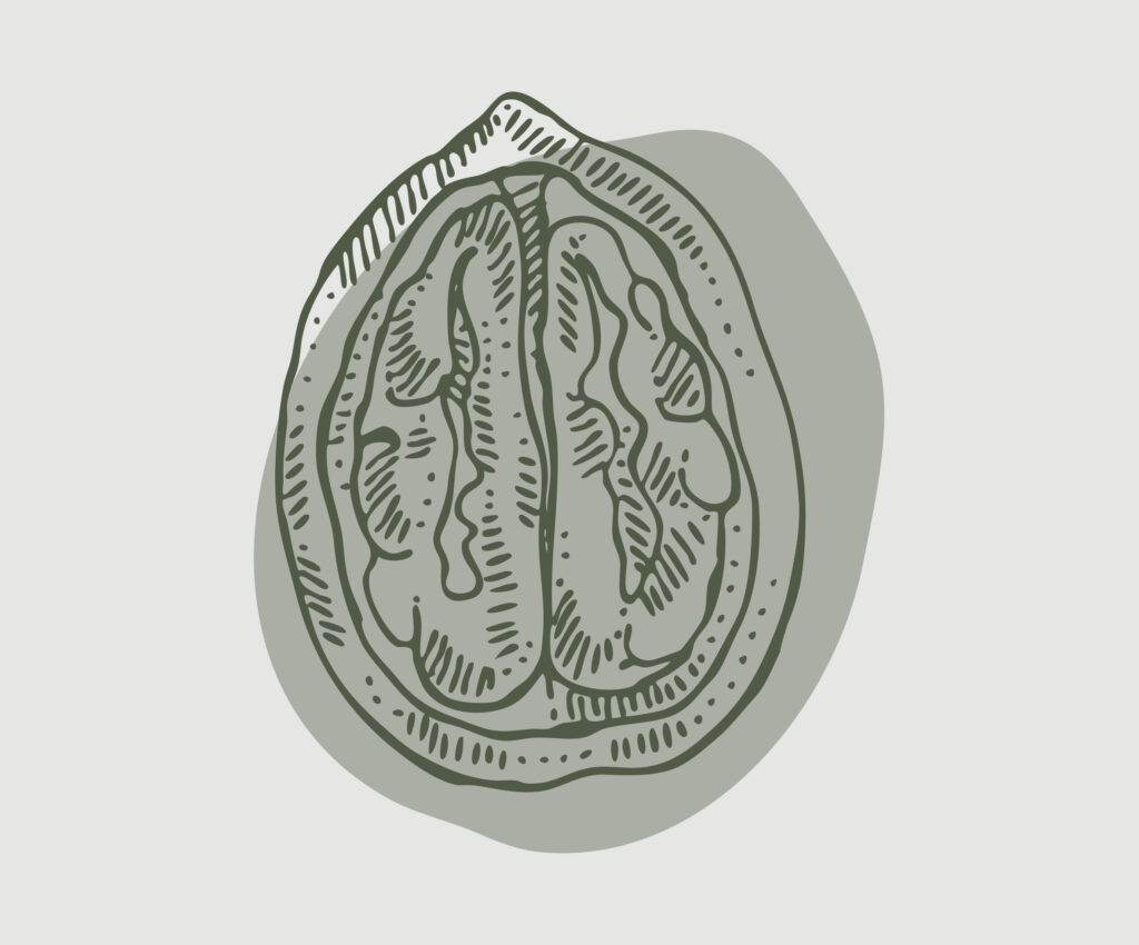 Eine einfache, skizzenhafte Illustration einer Walnusshälfte in Dunkelgrün auf einem hellgrauen Hintergrund.