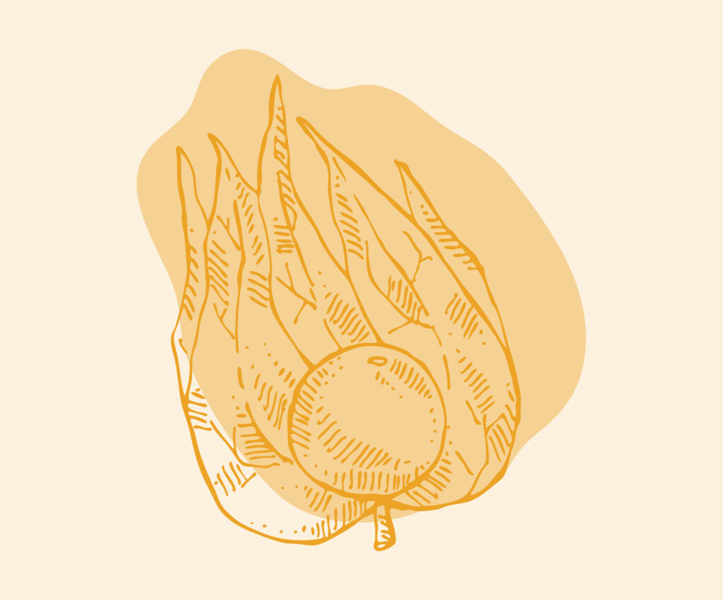 Eine einfache, skizzenhafte Illustration einer Physalis in Gelb auf einem hellgelben Hintergrund.