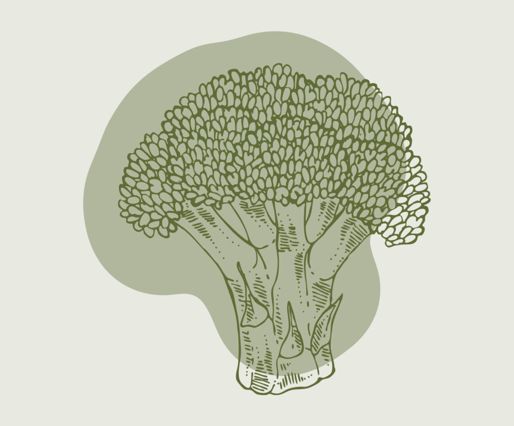 Eine einfache, skizzenhafte Illustration eines Brokkolis in Grün auf einem hellgrünen Hintergrund.