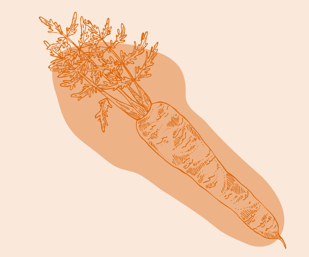 Eine einfache, skizzenhafte Illustration einer Karotte in Orange auf einem hellorangen Hintergrund.